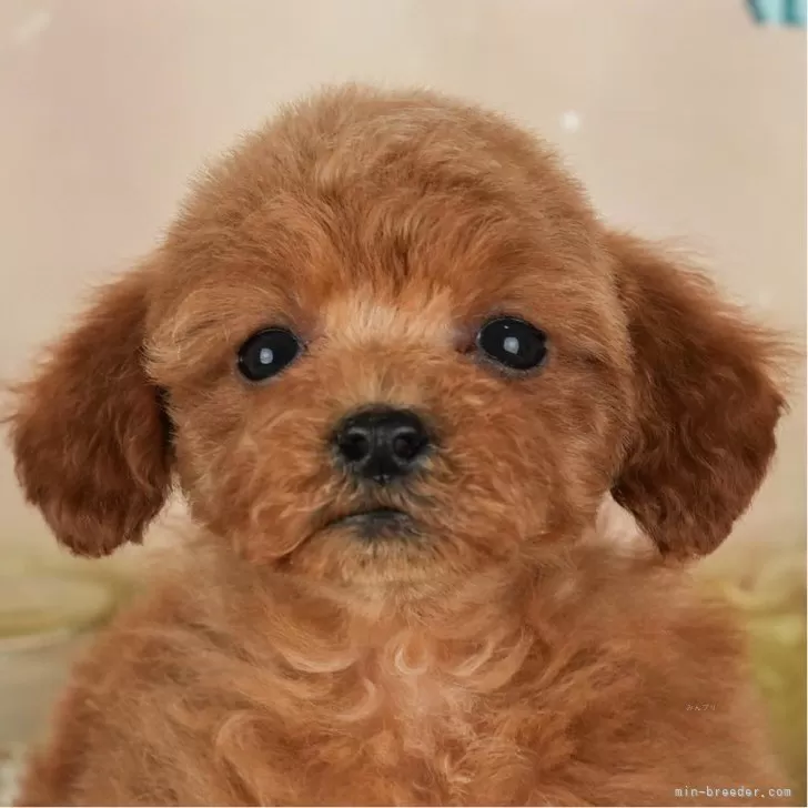 M.M 様のお迎えした子犬