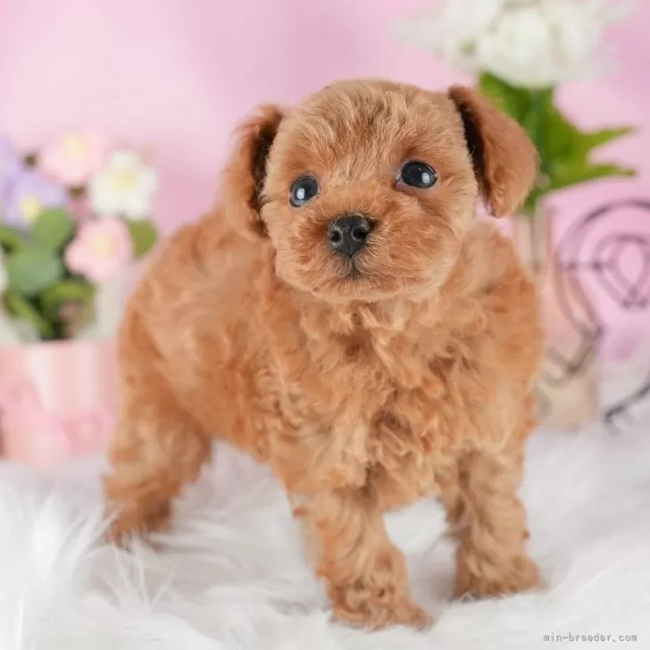 ID：2406-03322の子犬