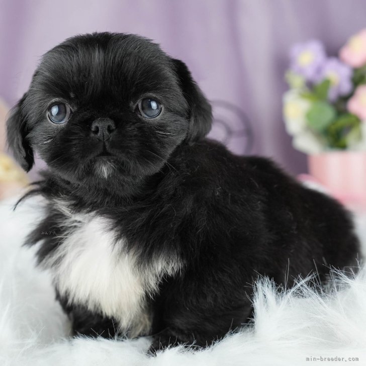 dog_img_1_4161e119f791.jpg