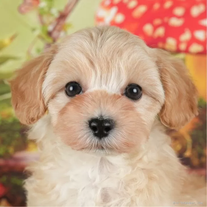 ID：2403-02907の子犬
