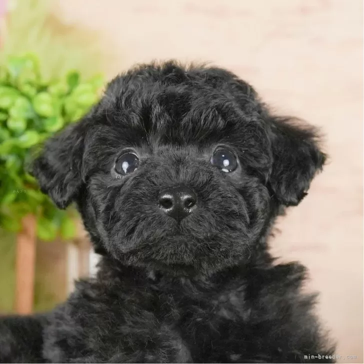 ID:2402-01729の子犬