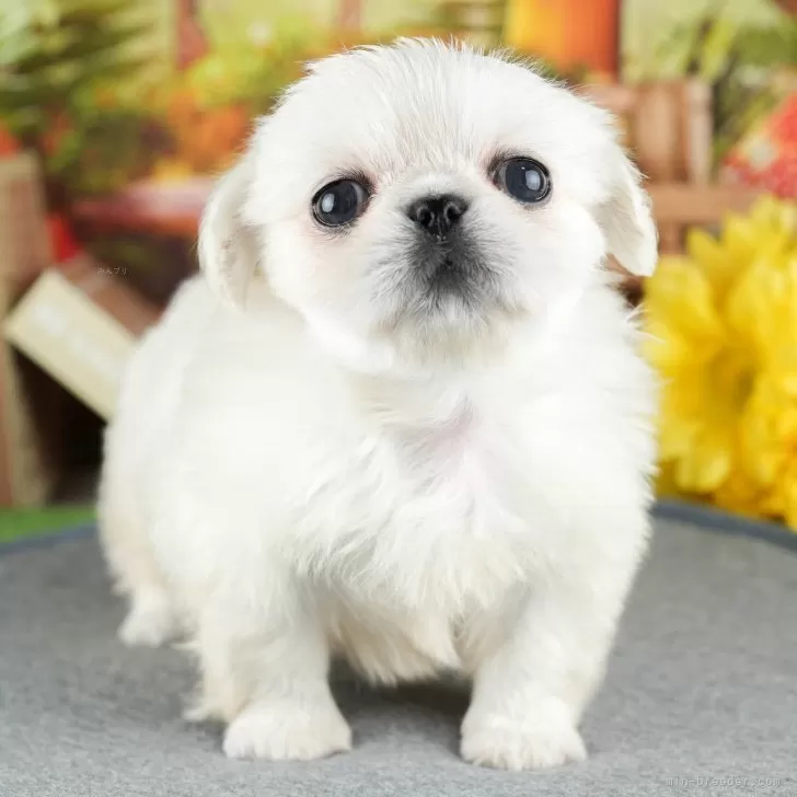 ID:2405-02249の子犬