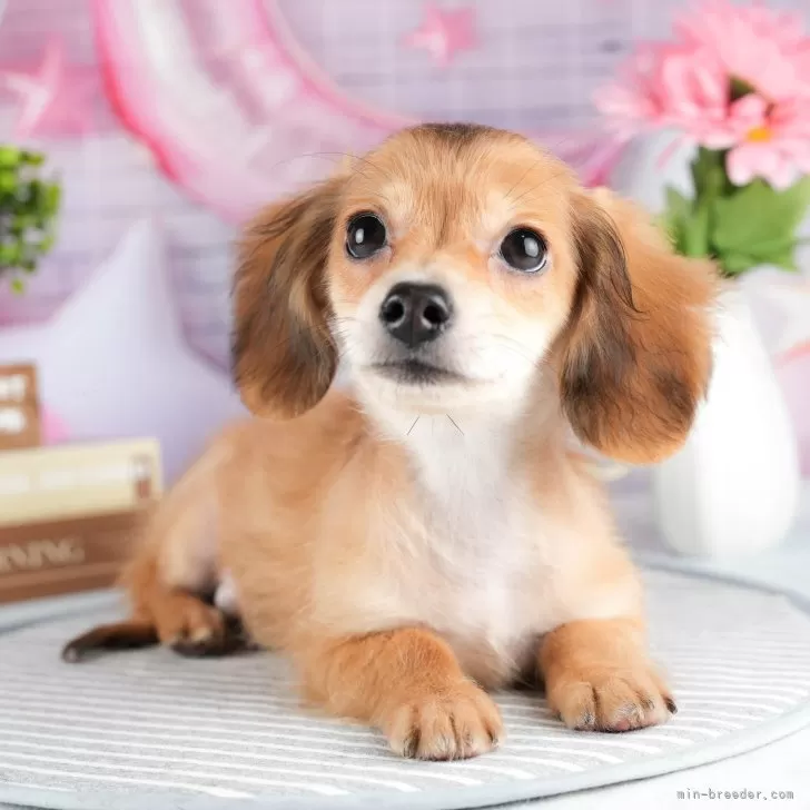 ID:2403-07019の子犬