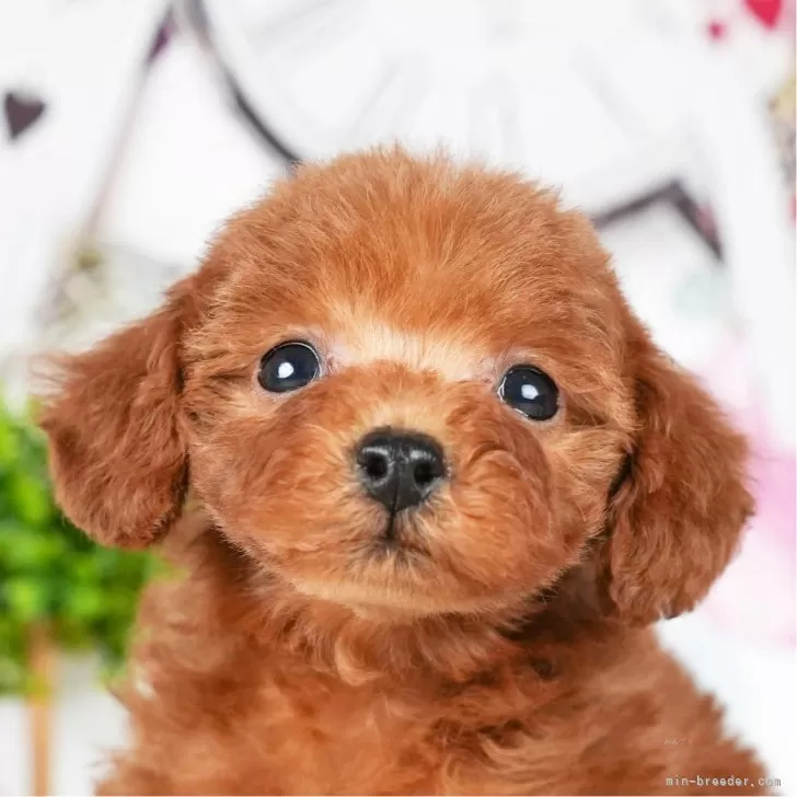 Y・K 様のお迎えした子犬