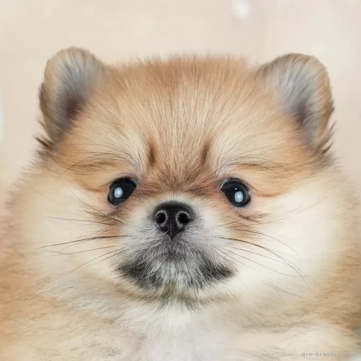 ID:2404-04695の子犬