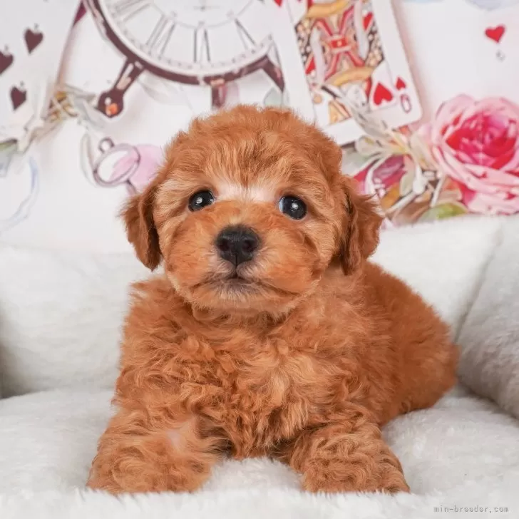 ID:2405-00428の子犬