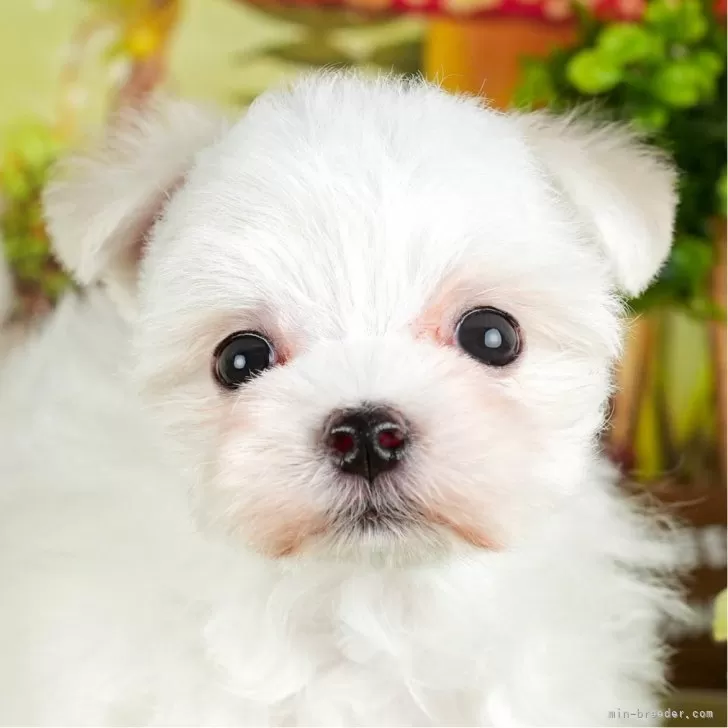 ID:2403-04920の子犬