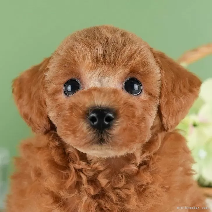 ID:2410-05765の子犬