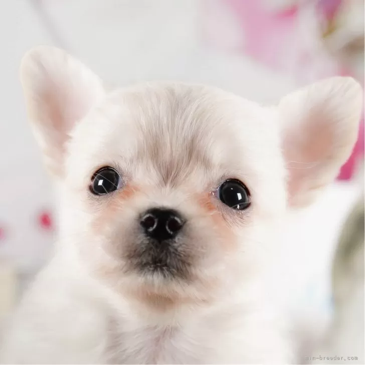 ID:2401-06893の子犬
