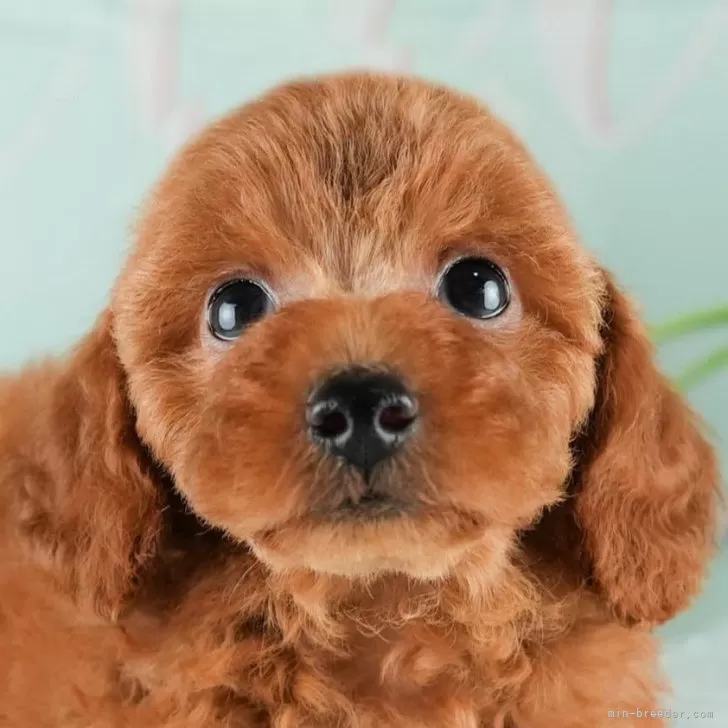 さち 様のお迎えした子犬