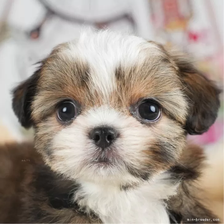 ID:2402-04665の子犬