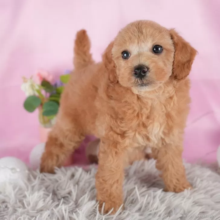 ID:2407-00696の子犬