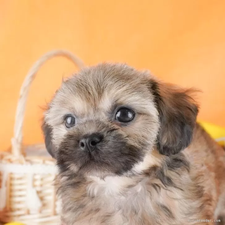 ID:2405-07349の子犬