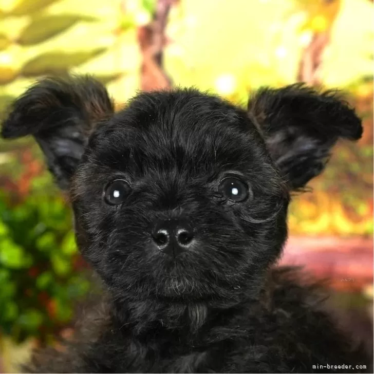ID:2403-01281の子犬
