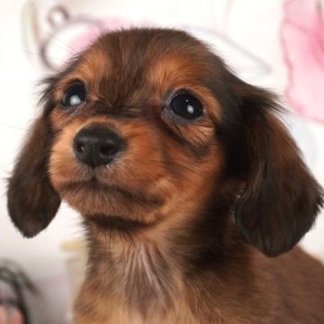 ミニチュアダックスフンド(ロング)【茨城県・女の子・2024年1月22日・シェーデッドレッド】の写真「ご飯もりもり🍚よく食べてよく寝ます💤」