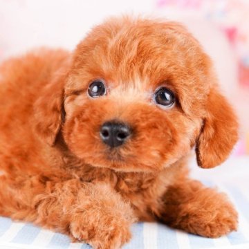 トイプードル(トイ)【茨城県・男の子・2023年9月30日・レッド】の写真「会ったらびっくり！可愛すぎて手が離せません！」