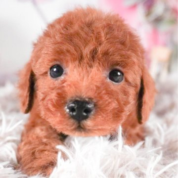 トイプードル(トイ)【茨城県・女の子・2023年11月24日・レッド】の写真「2/10見学会開催✨アピール上手でメロメロです💘」