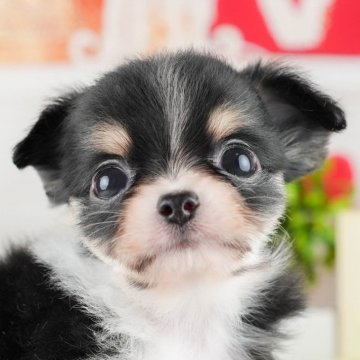 チワワ(ロング)【茨城県・男の子・2024年7月15日・ブラックタン&ホワイト】の写真「9/29(日)見学会開催😝」