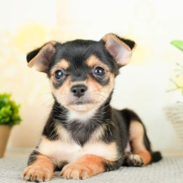 チーキー(チワワ×ヨークシャーテリア)【茨城県・男の子・2023年10月3日・ブラックタン】の写真「どこまでも着いていきます！人大好きっこ💛」