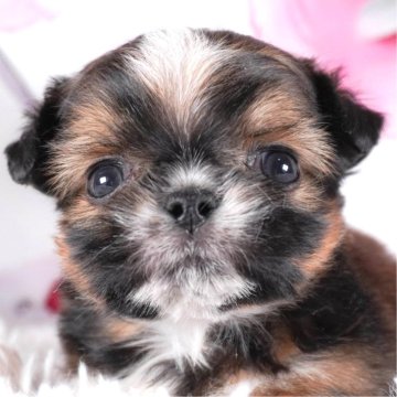 ミックス(シーズー×チワワ)【茨城県・男の子・2023年11月29日・トライ】の写真「可愛がられるの大得意です！」