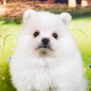 ポメラニアン【茨城県・男の子・2023年10月26日・ホワイト】の写真「あざとかわいい！メロメロです」