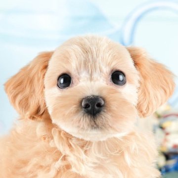 マルプー(マルチーズ×トイプードル)【茨城県・女の子・2024年6月8日・アプリコット】の写真「11/10(日)愛犬と行こう！同伴見学day🐶」