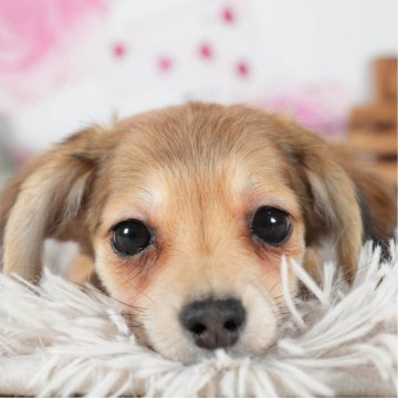 チワックス(チワワ×ダックスフンド)【茨城県・男の子・2023年10月23日・レッド&ホワイト】の写真「2/10見学会開催✨甘え上手な男の子です❣」