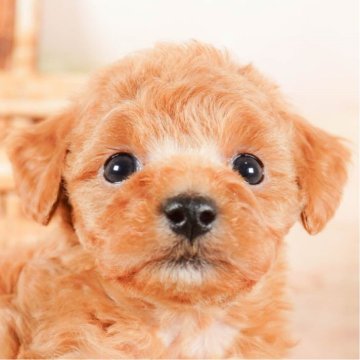 トイプードル(タイニー)【茨城県・女の子・2023年12月20日・アプリコット】の写真「2/10見学会開催✨ふわふわもこもこベイビー👶」