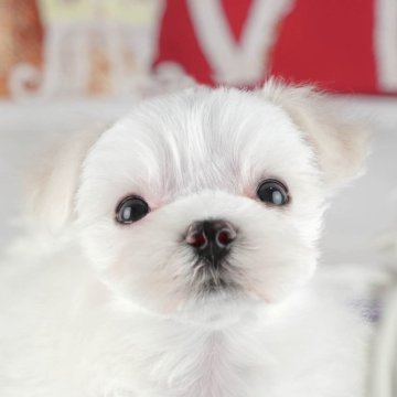 マルチーズ【茨城県・男の子・2024年5月6日・ホワイト】の写真「好評につき8/11相談会開催！誰でも参加可能✨」