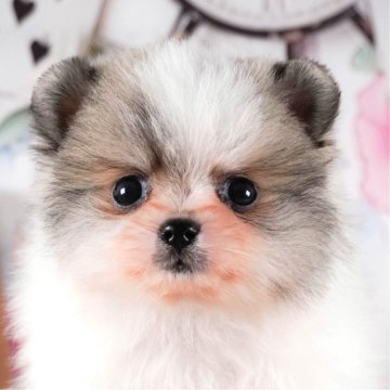 ポメラニアン【茨城県・男の子・2023年11月21日・パーティー】の写真「甘え上手な男の子です❣」