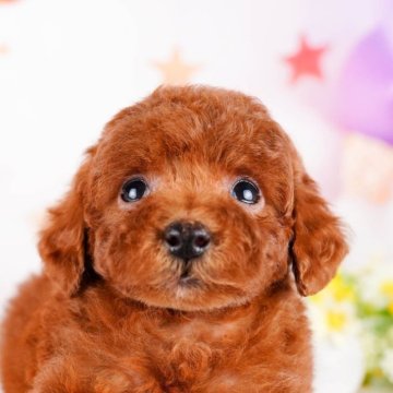 トイプードル(トイ)【茨城県・女の子・2023年10月6日・レッド】の写真「クマさんみたいにかわいい女の子🎵」