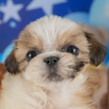 シーズー【茨城県・女の子・2024年9月12日・ホワイト&ゴールド】の写真「11/10(日)愛犬と行こう！同伴見学day🐶」