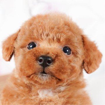 トイプードル(タイニー)【茨城県・女の子・2023年12月11日・レッド】の写真「2/10見学会開催✨遊ぶの大好き🌟一緒に遊ぼ？」