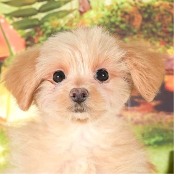 ポメプー(ポメラニアン×トイプードル)【茨城県・男の子・2023年11月1日・アプリコット】の写真「2/10見学会開催✨仕草がとってもかわいい♡」