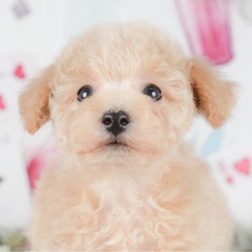 トイプードル(タイニー)【茨城県・男の子・2023年12月23日・クリーム】の写真「3/9見学会開催✨かわいい仕草にぞっこんです💛」