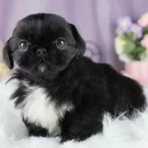 ペキニーズ【茨城県・女の子・2024年3月26日・ブラックホワイト】の写真1「5/10撮影🐶全頭総額表示」