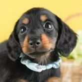 カニンヘンダックスフンド(ロング)【茨城県・男の子・2024年9月7日・ブラック&タン】の写真1「🐶全頭総額表示(接種済ワクチン代・マイクロチップ代・健康診断料込)」