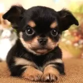 チワワ(ロング)【茨城県・男の子・2024年1月18日・ブラックタン】の写真1「生後48日」