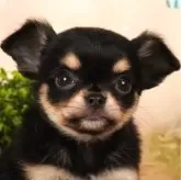 チワワ(ロング)【茨城県・男の子・2024年1月18日・ブラックタン】の写真2「生後48日」