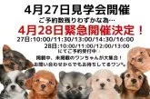 マルチーズ【茨城県・女の子・2024年2月2日・ホワイト】の写真5「見学会開催！」