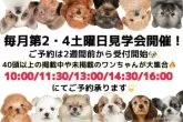 ペキニーズ【茨城県・女の子・2024年3月26日・ブラックホワイト】の写真5「毎月第2・第4土曜日見学会開催決定！！」