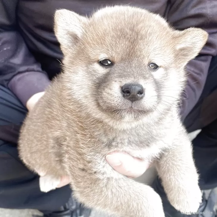 のんち 様のお迎えした子犬