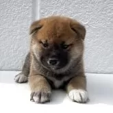 柴犬(標準サイズ)