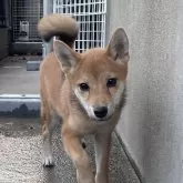 柴犬(標準サイズ)