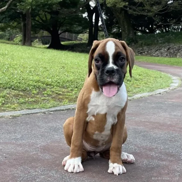 ID:2208-00255の子犬