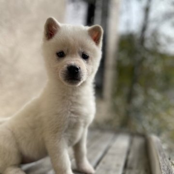 紀州犬【岐阜県・女の子・2022年11月16日・白】の写真「尻尾ふりふり人懐っこい女の子」