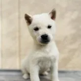 紀州犬【岐阜県・男の子・2022年11月16日・白】の写真1「１／13撮影」