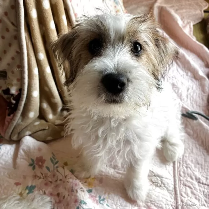 Y.A 様のお迎えした子犬