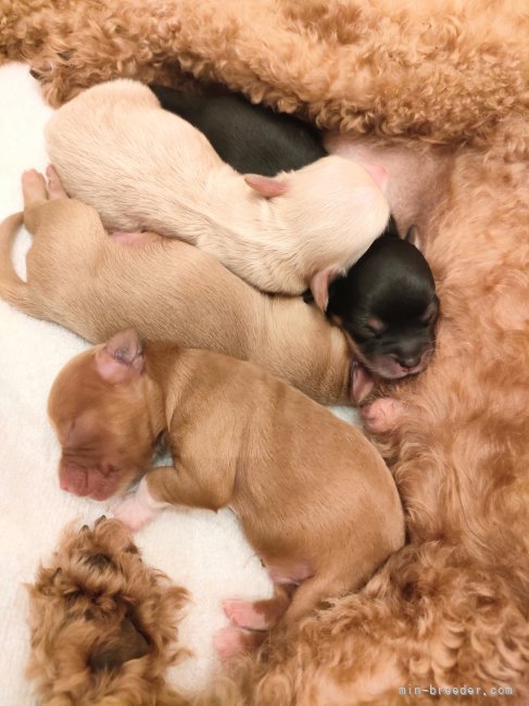 もちろん食事制限など無理はさせず、『健全に』がモットーです☆｜小作　春菜(こさく　はるな)ブリーダー(千葉県・アメリカンコッカースパニエルなど・JKC登録)の紹介写真4