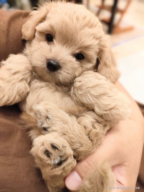 日々人間と触れ合って過ごしているので、みんな人懐っこく育ちます❣｜小作　春菜(こさく　はるな)ブリーダー(千葉県・アメリカンコッカースパニエルなど・JKC登録)の紹介写真5